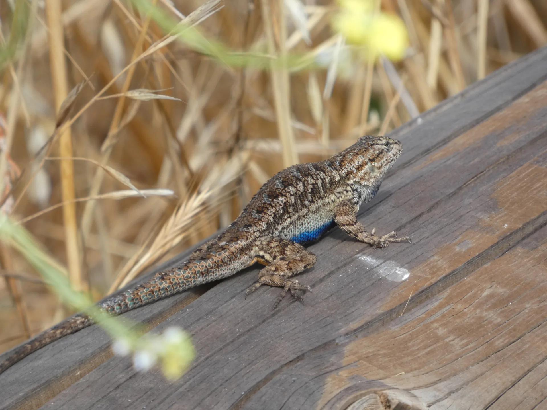Fullerton lake / shoreline